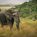 Roaming the Savannas