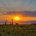 Sun Flaring Giraffes